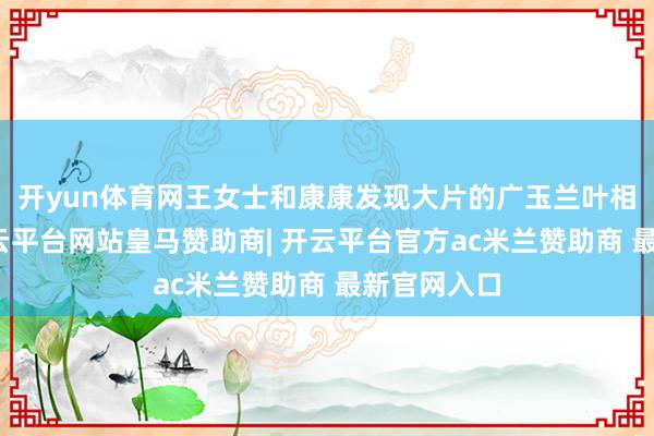 开yun体育网王女士和康康发现大片的广玉兰叶相称漂亮-开云平台网站皇马赞助商| 开云平台官方ac米兰赞助商 最新官网入口